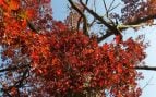árbol