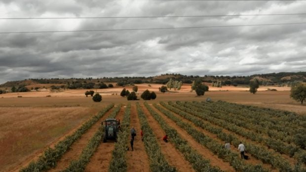 viticultura