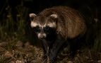 turón europeo, animales, especie