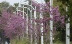 Árbol, naturaleza, curiosidades