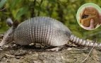 Armadillo