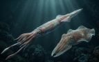 sepias y calamares