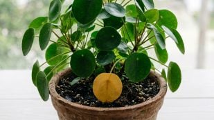 amarillo de una hoja
