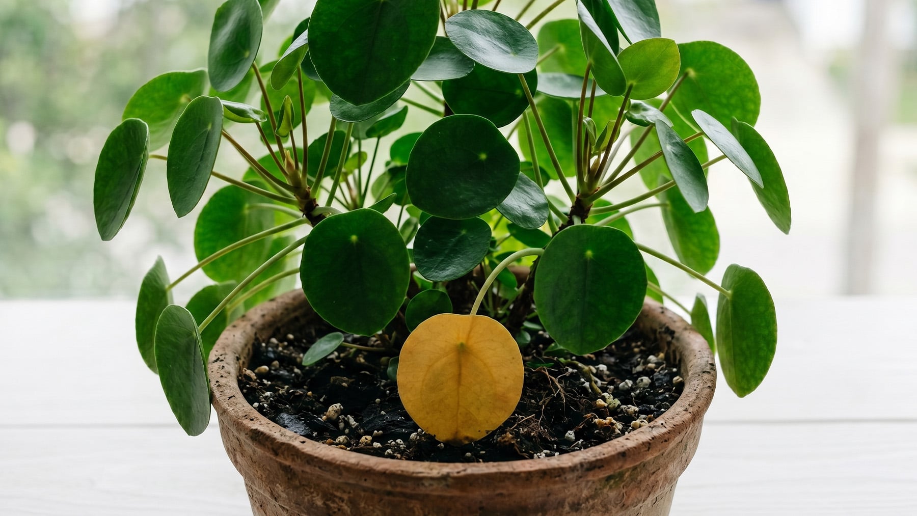 André Alonso, experto en plantas: Si el amarillo de una hoja es uniforme y es la última de la planta, no tienes que preocuparte