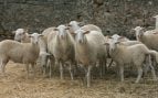Denuncian en Manacor sacrificios piratas de animales «en bañeras particulares» por la Fiesta del Cordero