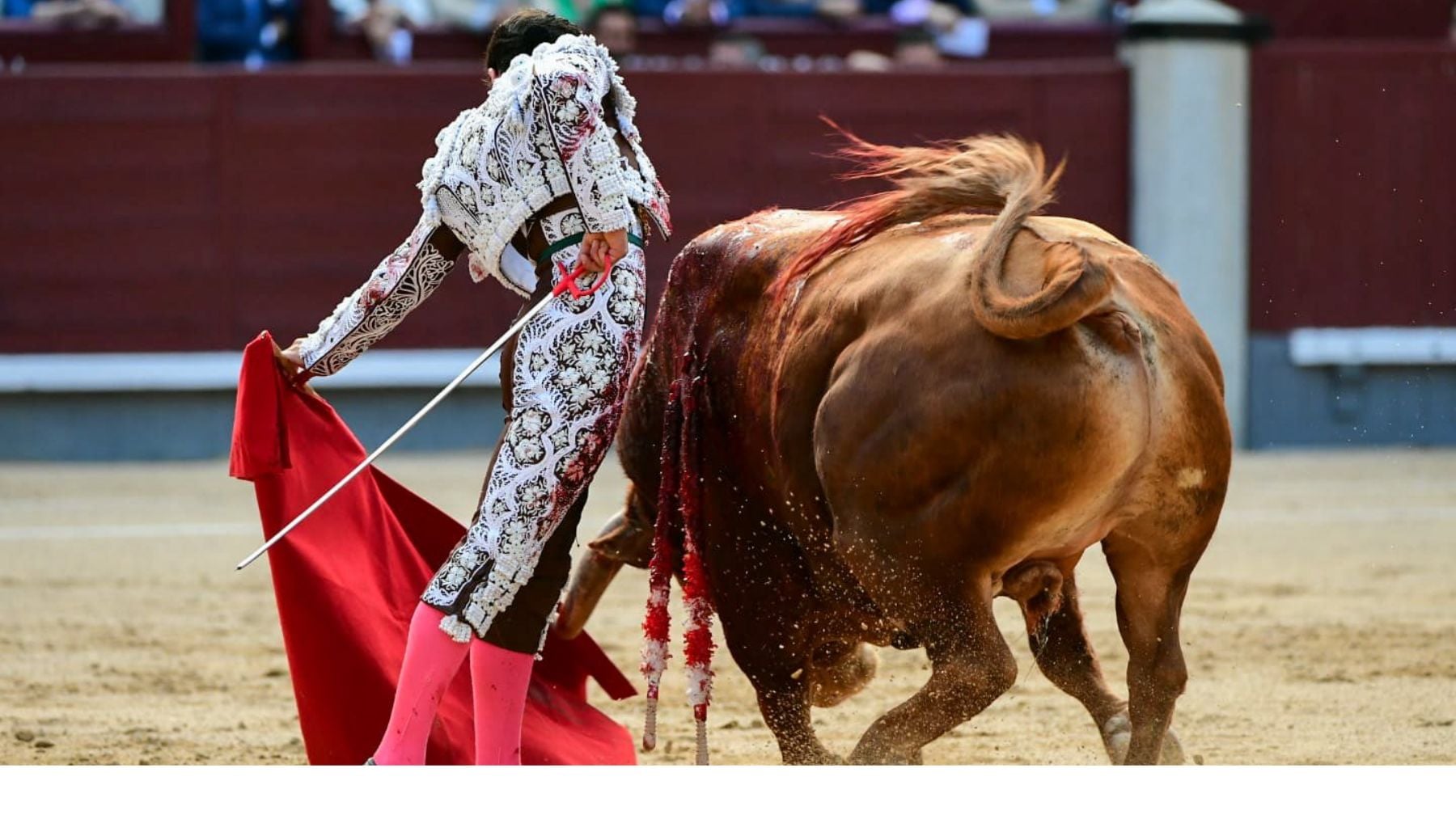 Jarocho destaca en una tarde sin muchas opciones de los toros de Pedraza en Las Ventas