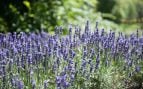 Plantas aromáticas en el Pirineo, usan plantas medicinales en Aragón para cubrir terrenos abandonados del Pirineo.
