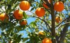 Instalan mallas para proteger los cítricos, agricultores valencianos usan mallas para proteger la fruta, mallas contra las abejas en la agricultura de Valencia.