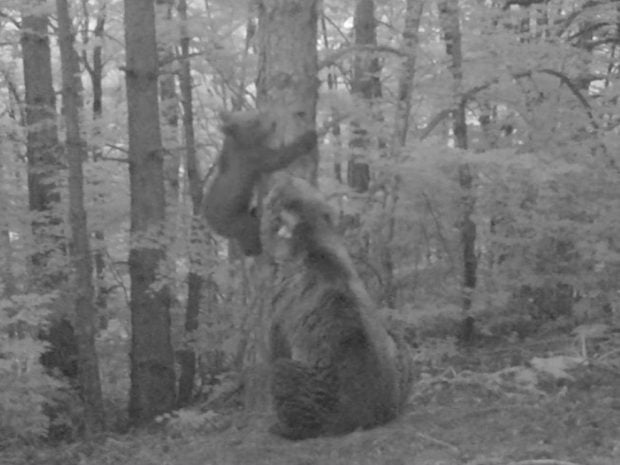 oso trepador arbol