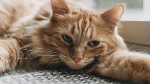 El gato se tumba