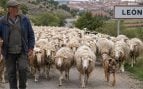 Pastor, ovejas, León, ganadería