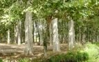 Gerona, árbol, naturaleza, Cataluña
