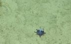 nuevo animal, la nueva especie de pulpo descubierta a 5.800 pies de profundidad en el océano cerca de Isla Darwin. Crédito de la foto: Fundación Charles Darwin.