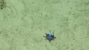 nuevo animal, la nueva especie de pulpo descubierta a 5.800 pies de profundidad en el océano cerca de Isla Darwin. Crédito de la foto: Fundación Charles Darwin.