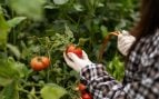 Tomates, curiosidades, naturaleza, truco