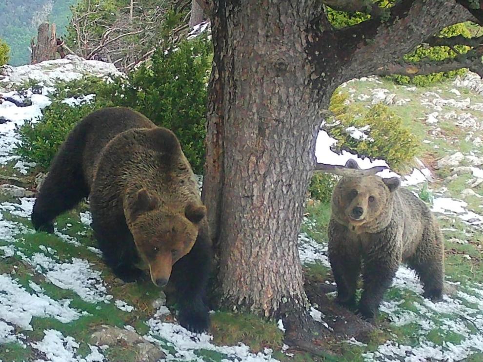 Trepador, junto a su madre Claverina, captados por una cámara de fototrampeo el pasado 15 de mayo en los Valles de Hecho y Ansó. (Foto: Gobierno de Aragón).