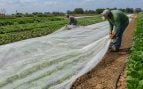 Hortalizas, cultivos, agricultores