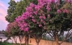Mejor planta