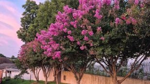 Mejor planta