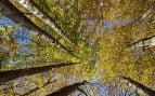 Investigadores españoles crean sistema digital para medir árboles, miden árboles y edificios con imágenes, crean modelo de medición del árbol.