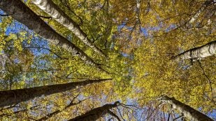 Investigadores españoles crean sistema digital para medir árboles, miden árboles y edificios con imágenes, crean modelo de medición del árbol.