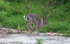Animal, conejo, México, naturaleza
