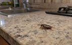Cucarachas, insectos, animales