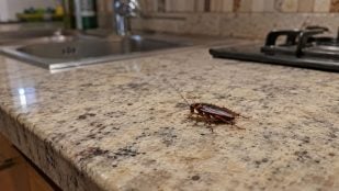 Cucarachas, insectos, animales