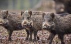 Jabalíes, ganadería, animales