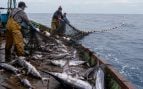 Pescadores de Marruecos siguen usando redes de deriva, Marruecos destroza la pesca del pez espada, pescadores españoles contra Marruecos, problema medioambiente pesca marroquí.