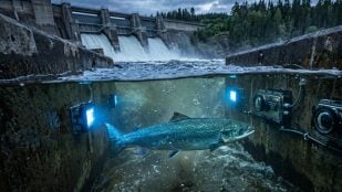 Salmones