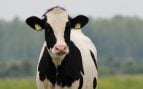 Las vacas reconocen caras según la ciencia, las vacas distinguen personas, cómo una vaca puede identificar a su cuidador, inteligencia de la vaca.