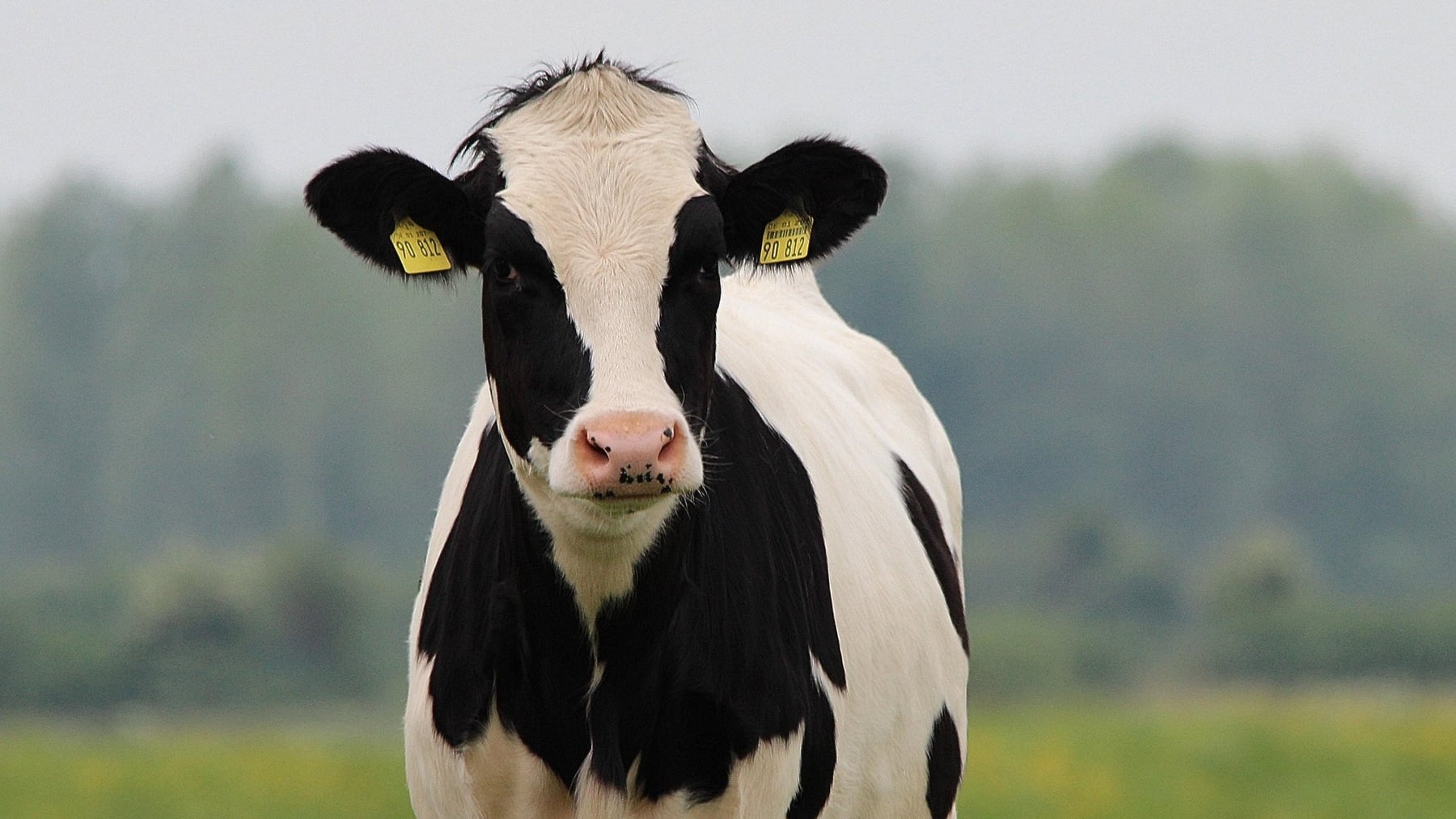 Suena a chiste, pero la ciencia lo respalda: las vacas son capaces de quedarse con tu cara y reconocer tu voz