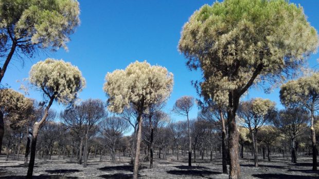 Pinar en Do&ntilde;ana