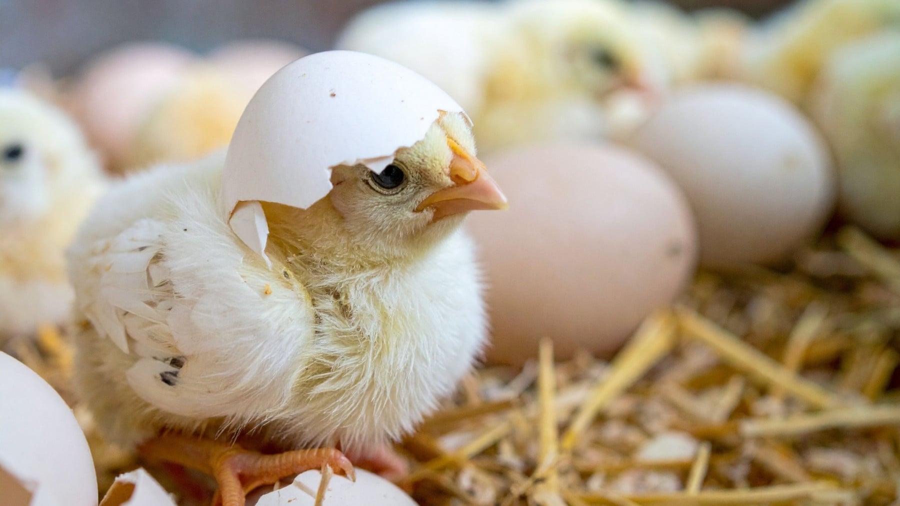 26 polluelos nacieron de huevos artificiales en un intento por revivir a un ave extinta hace siglos