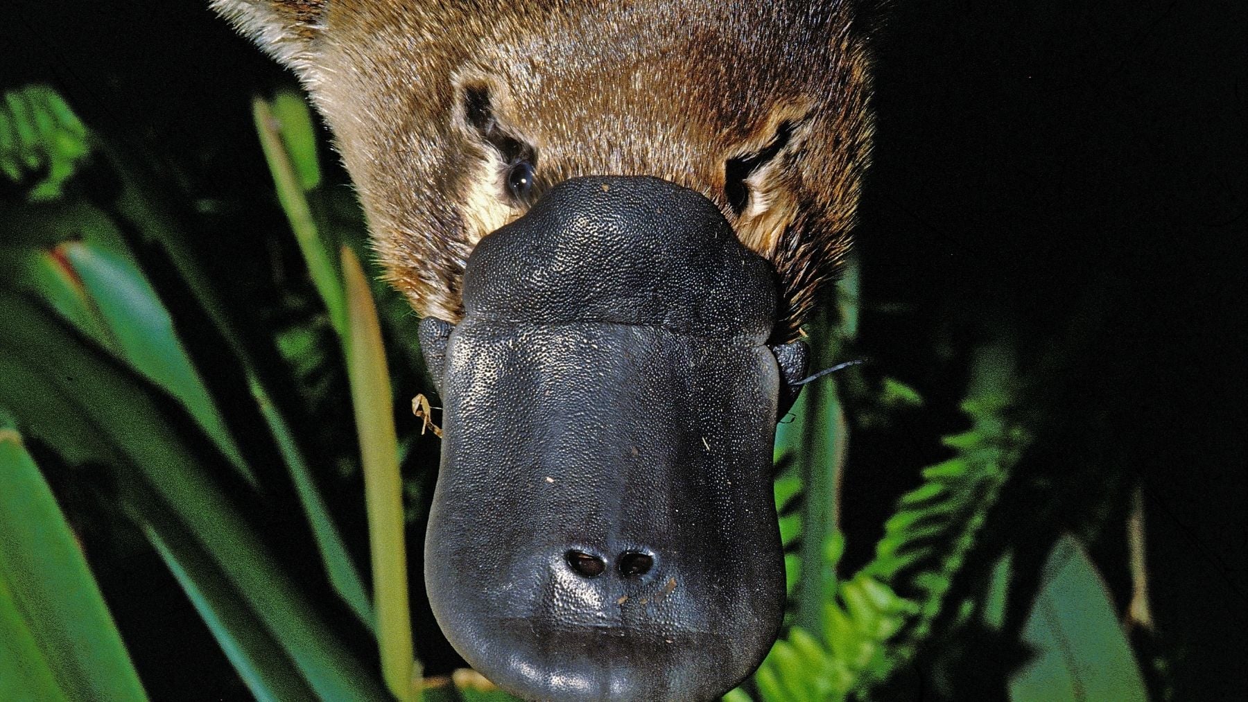 Ornitorrinco.