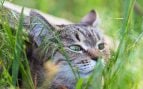 Un gato entre la hierba. Foto: Freepik