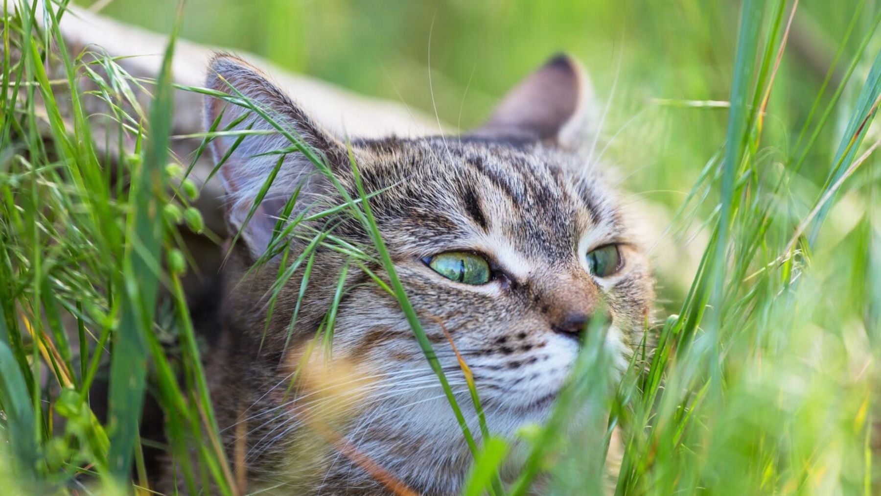 Nadie lo ha visto venir: científicos japoneses descubren una planta que le gusta a los gatos más que la propia hierba gatera