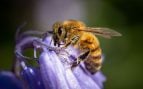 abejas