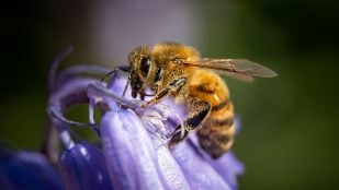 abejas