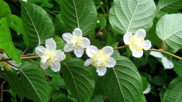 Matatabi (Actinidia polygama) / Atribuci&oacute;n: @Qwert1234 en Wikipedia en japon&eacute;s, CC BY-SA 3.0, v&iacute;a Wikimedia Commons