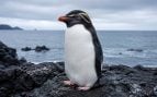 pingüino, animales, especie animal