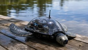 Robot-tortuga con inteligencia artificial, canadiense de 15 años desarrolla un robot con IA, robot tortuga para proteger los ríos.