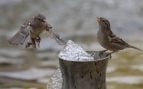 calor extremo agua aves
