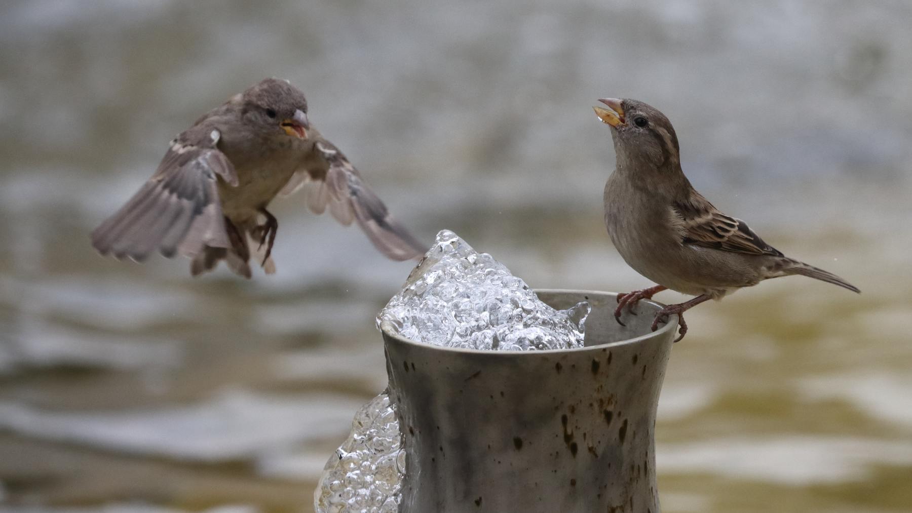 Cómo ayudar a las aves urbanas frente a la ola de calor extremo que estamos viviendo esta primavera