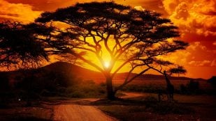 Un proverbio africano