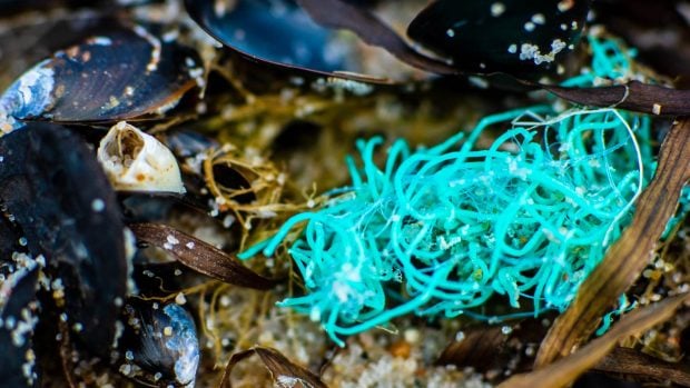 mejillones contaminación