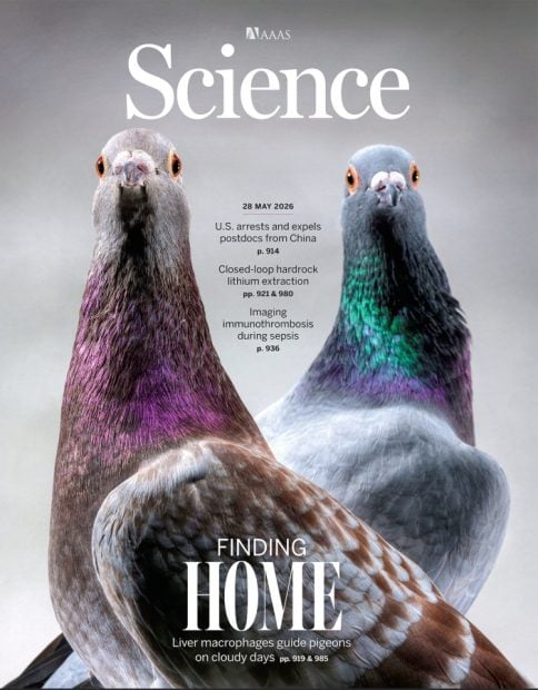 Portada Palomas Science