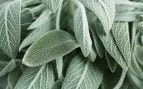 Una planta perenne