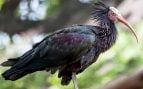 El ibis eremita
